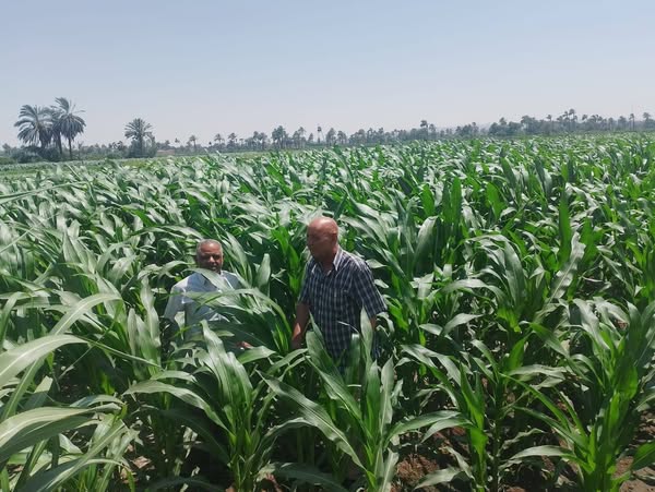 محافظ أسيوط يتابع زراعات القطن والذرة وفول الصويا: دعم فني متواصل لتحقيق الأمن الغذائي